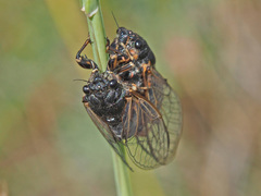 Cicadetta montana