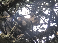 Sciurus carolinensis