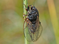 Cicadetta montana