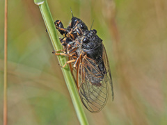 Cicadetta montana