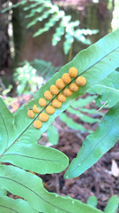 Polypodium scouleri image