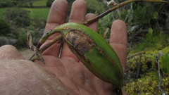 Gomphichis