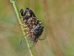 Cicadetta montana