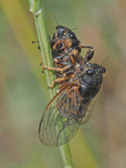 Cicadetta montana