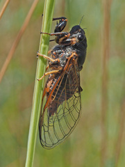Cicadetta montana