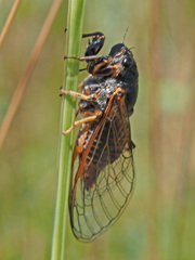 Cicadetta montana