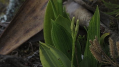 Gomphichis