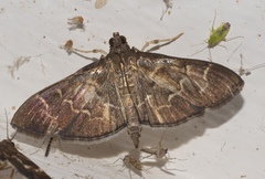 Pilocrocis ramentalis