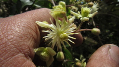 Clematis haenkeana