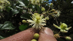 Clematis haenkeana