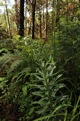 Lithospermum trinervium