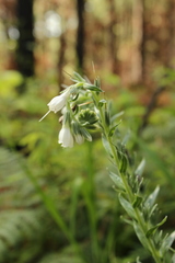 Lithospermum trinervium