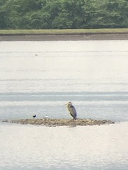 Sternula antillarum athalassos