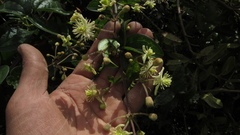 Clematis haenkeana