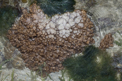 Cladiella