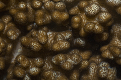 Cladiella