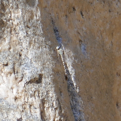 Erpetogomphus compositus