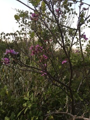 Millettia