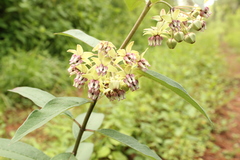 Asclepias auriculata