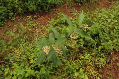 Asclepias auriculata