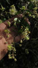 Clematis haenkeana