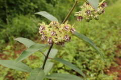 Asclepias auriculata