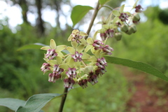 Asclepias auriculata