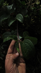 Clematis haenkeana