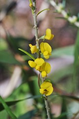 Aotus lanigera