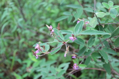 Desmodium jaliscanum