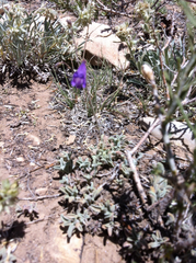 Penstemon scapoides