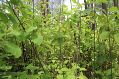 Rumfordia floribunda