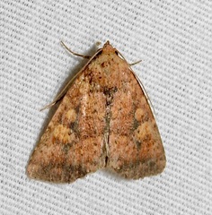 Perigea xanthioides