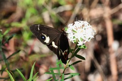 Tisiphone abeona regalis