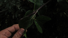 Clematis haenkeana