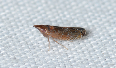 Scaphytopius rubellus