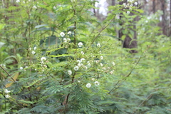 Acaciella angustissima