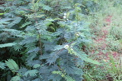 Acaciella angustissima