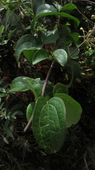 Clematis haenkeana