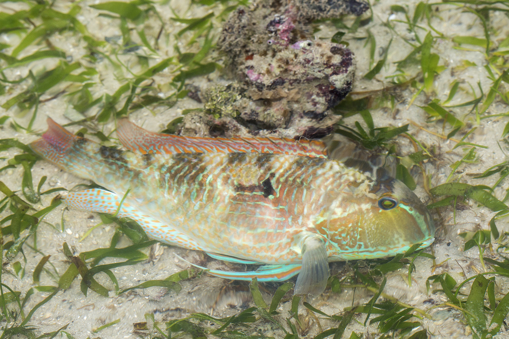 White-Patch Tuskfish