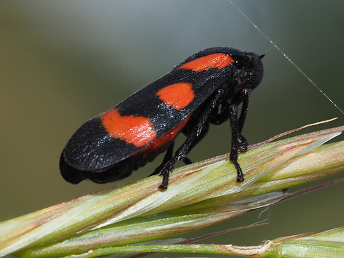 Cercope sanguinolent