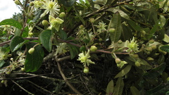 Clematis haenkeana