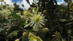 Clematis haenkeana