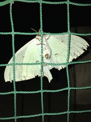 Actias