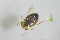 Neoplea striola