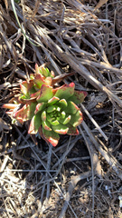 Dudleya farinosa