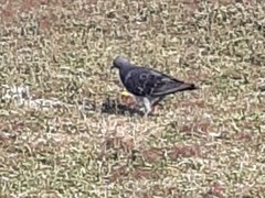 Columba livia domestica