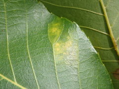 Gnomonia caryae