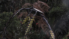 Tillandsia clavigera
