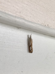 Catoptria latiradiellus